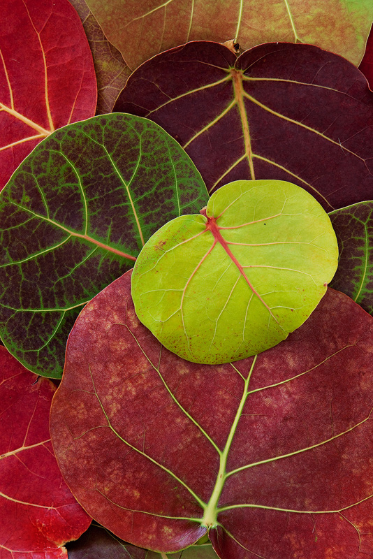 An arrangement of showy Sea Grape (Coccoloba uvifera) leaves, South Florida's fall colors.