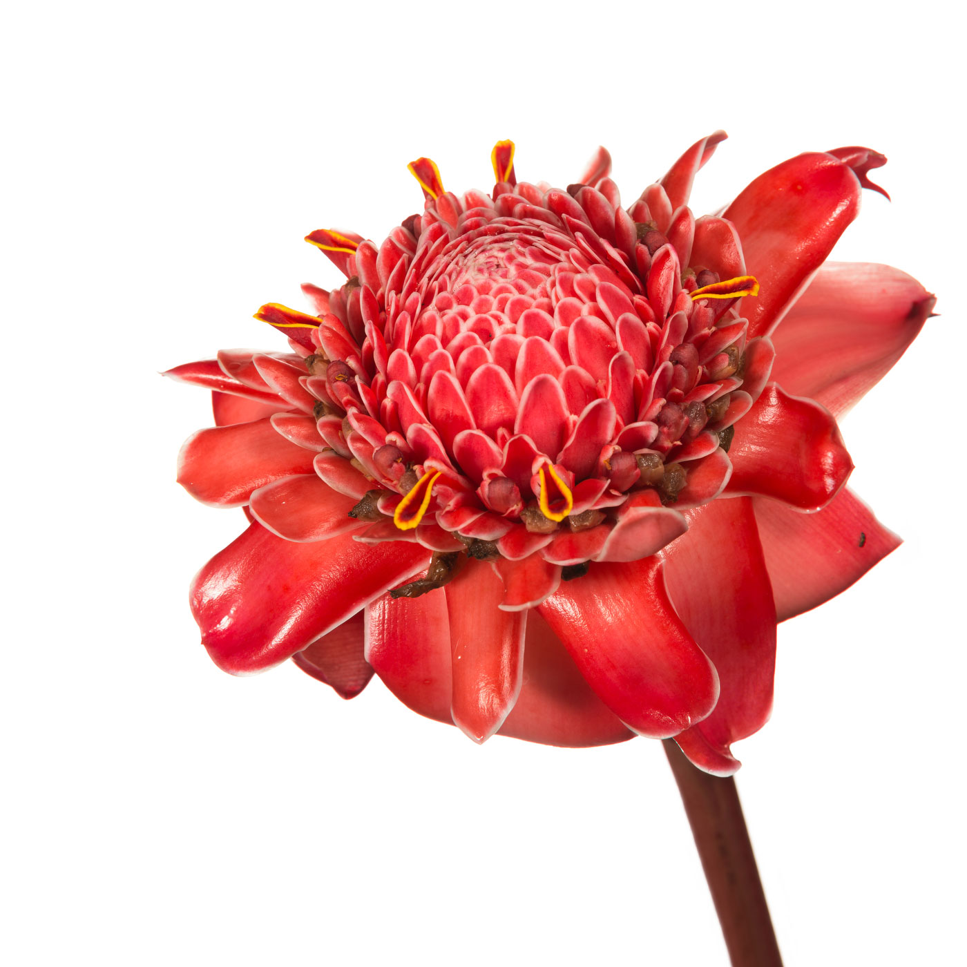 flower, tropical, flora, open edition, square, torch ginger, red
