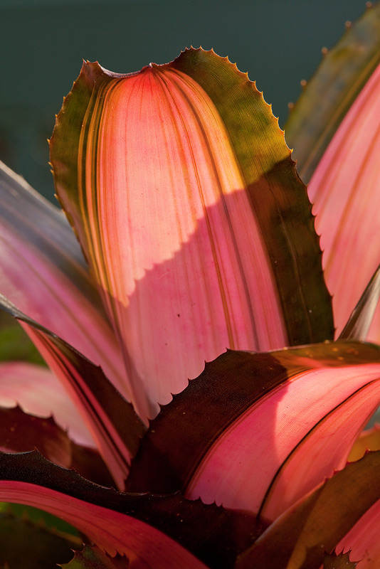 A backlit bromeliad (Neoregelia sp.) glows in the afternoon light.