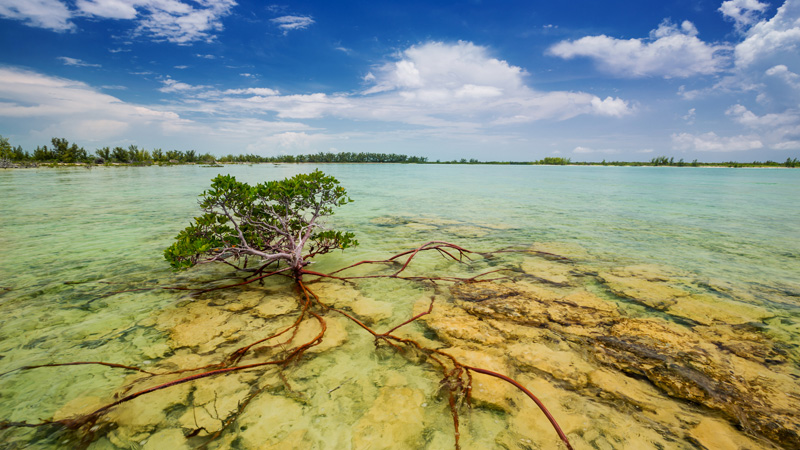 The roots of a Red Mangrove seek out spots to take hold in the rocky shallows.