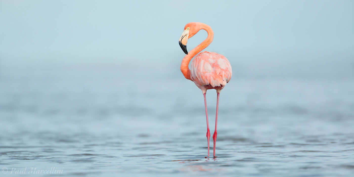 A wild American Flamingo (Phoenicopterus ruber) in Florida Bay.