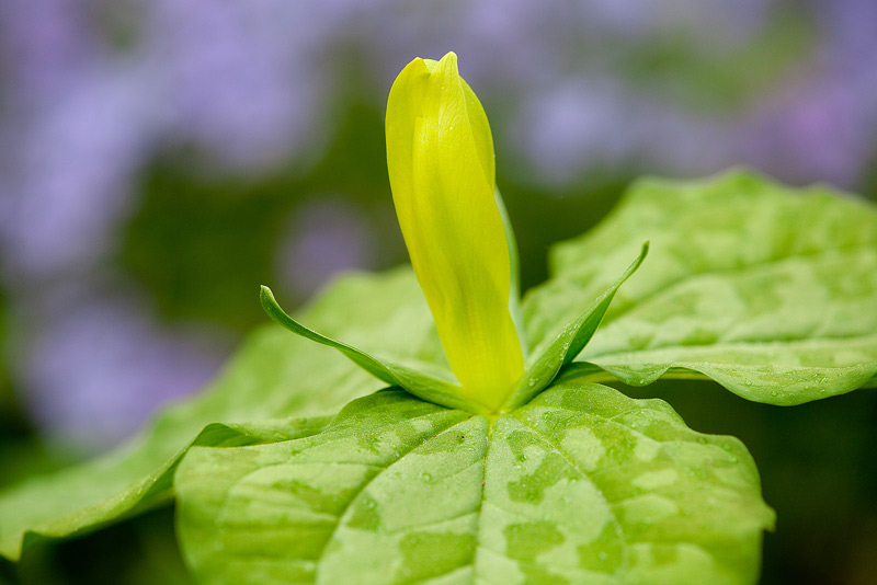 Yellow Trillium (Trillium luteum) is coomonly found in the lower elevations of the Smokies.