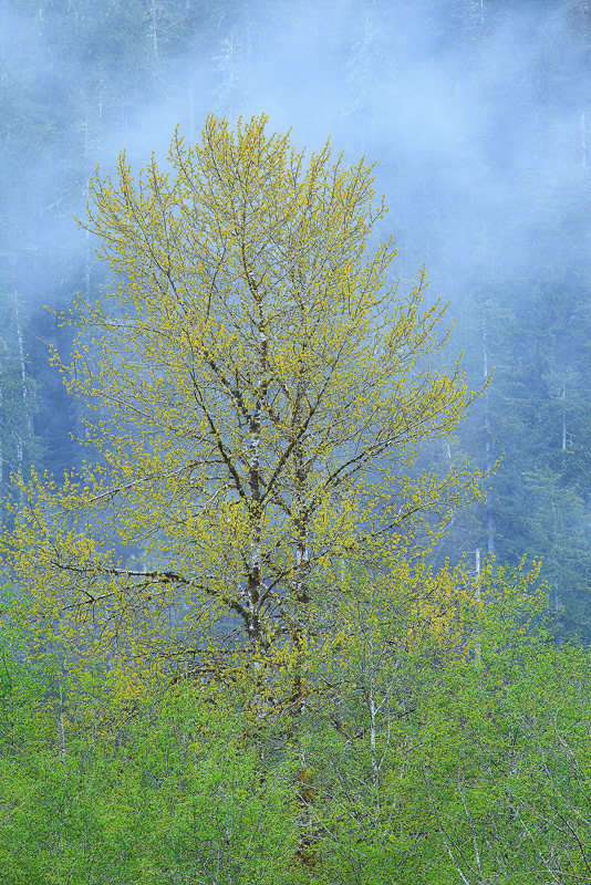 Fog rises after a rainstorm and set off the spring leaves nicely.