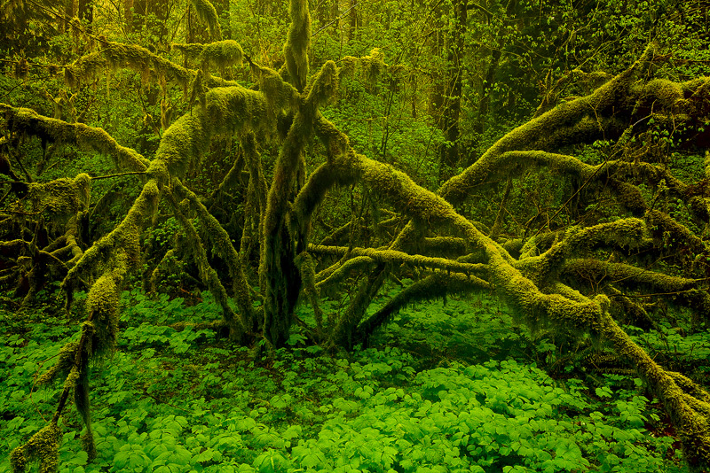 An arching vine maple in the misty atmosphere during a sprinkling of rain.