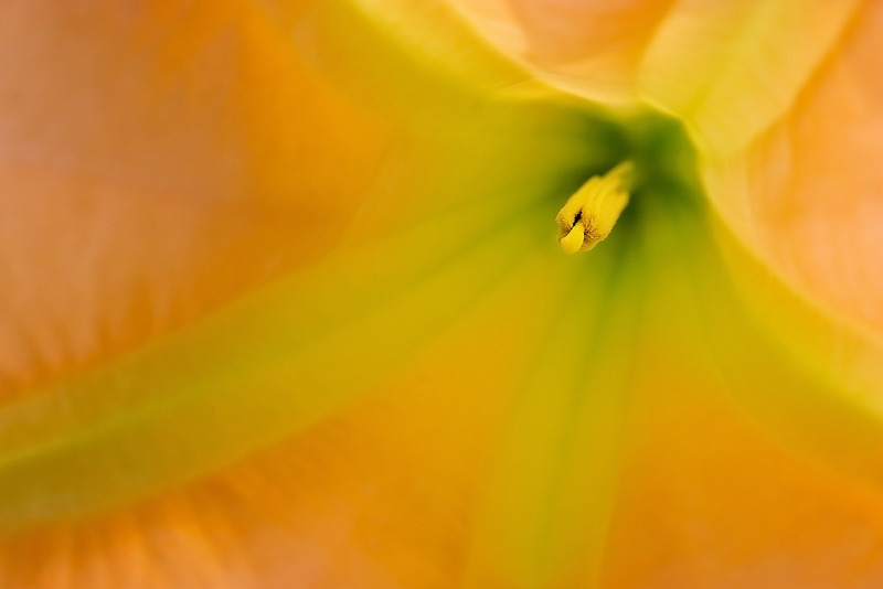 Looking up into the flower of an Angel's Trumpet (Brumansia).