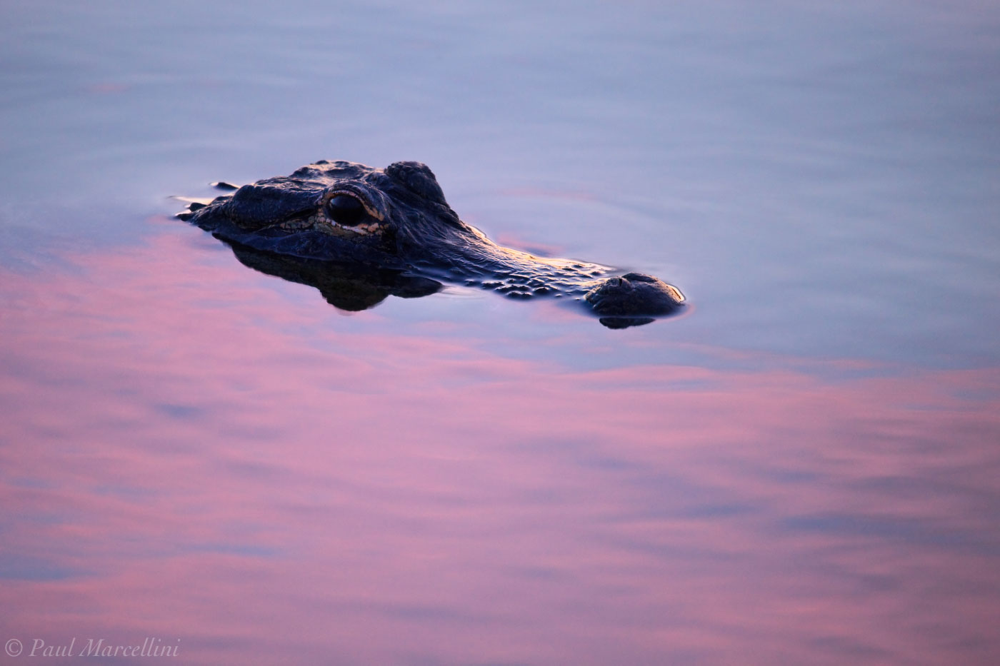 An Alligator comes up for a look in the soft colors of sunset.