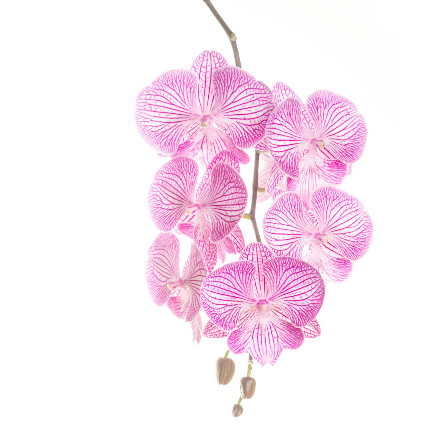 flower, tropical, flora, open edition, square, pink, orchid, phalaenopsis