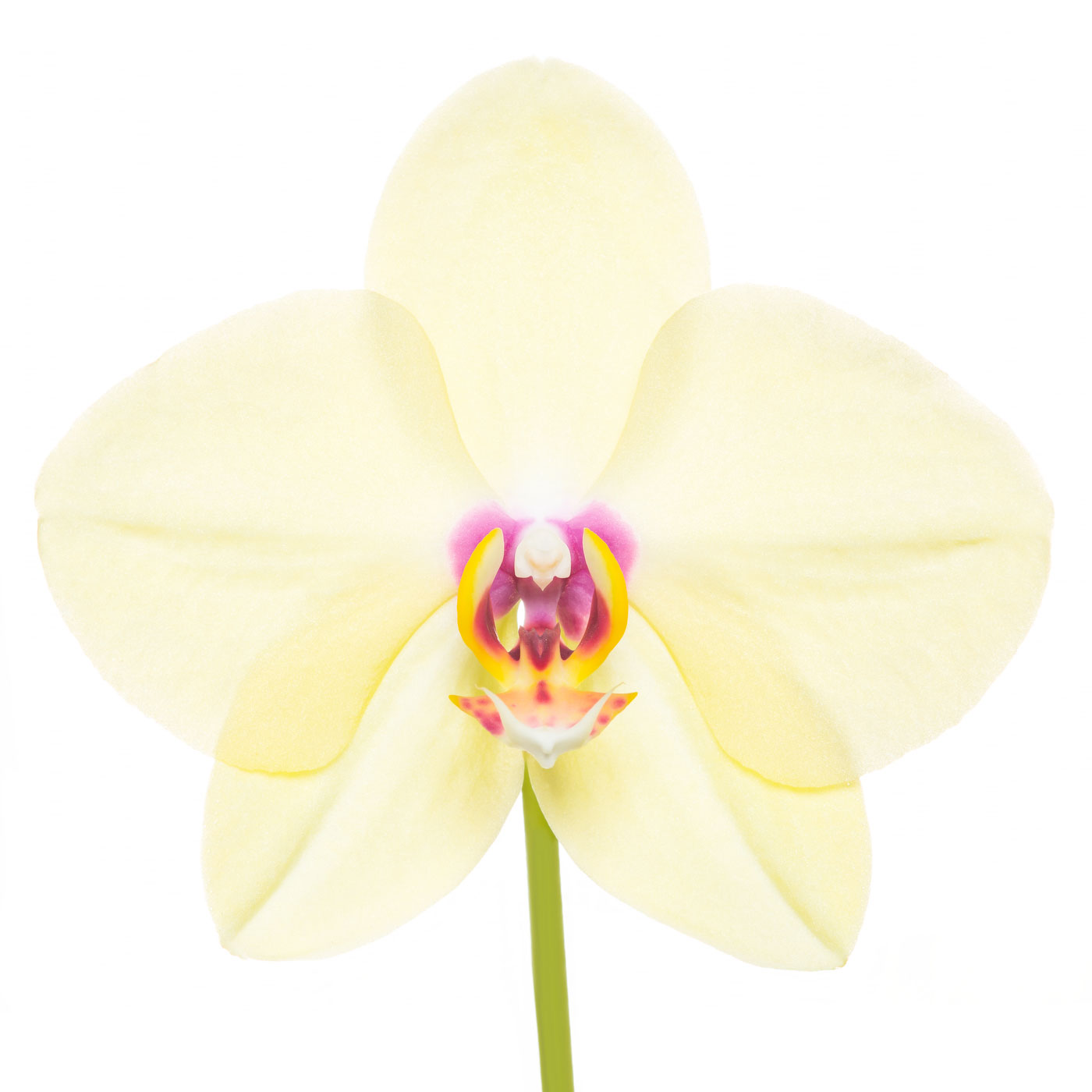 flower, tropical, flora, phalaenopsis, open edition, square, yellow, orchid