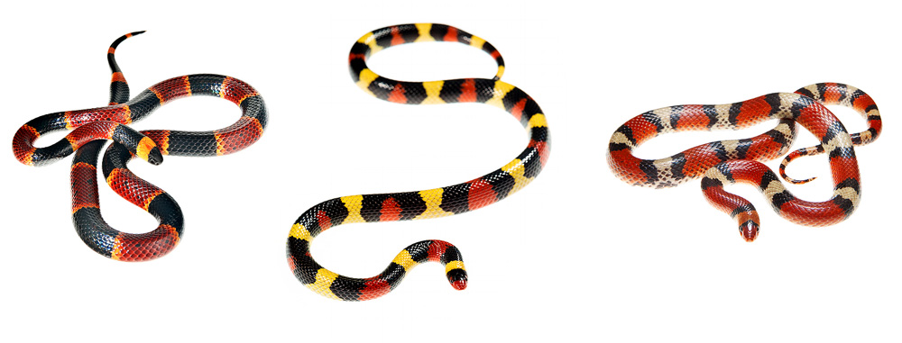 A venomous Coral Snake (Micrurus fulvius) on left compared with the harmless Scarlet Kingsnake in the middle and Scarlet Snake...