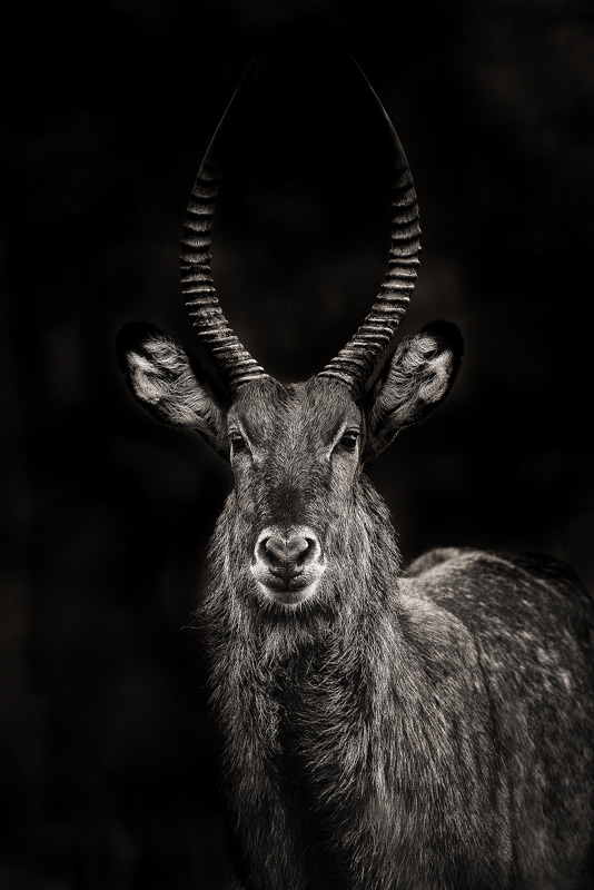 A large Waterbuck (Kobus ellipsiprymnus), a commonly seen antelope at Lake Nakuru.