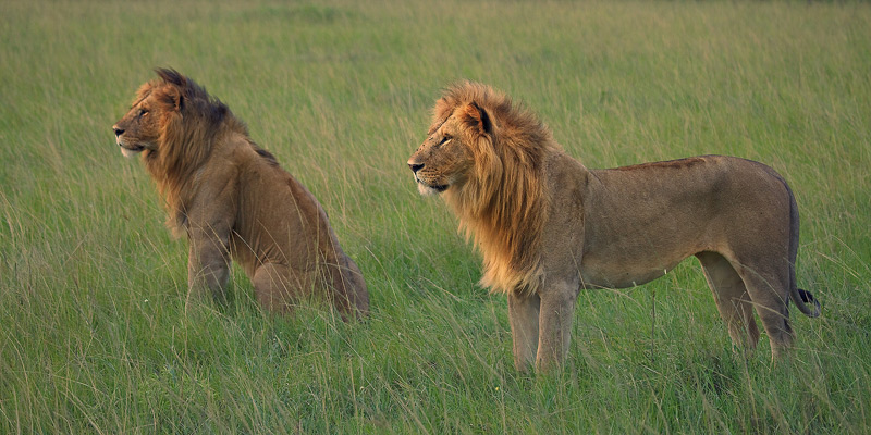 Two healthy male lions survey their land at the end fo the day.