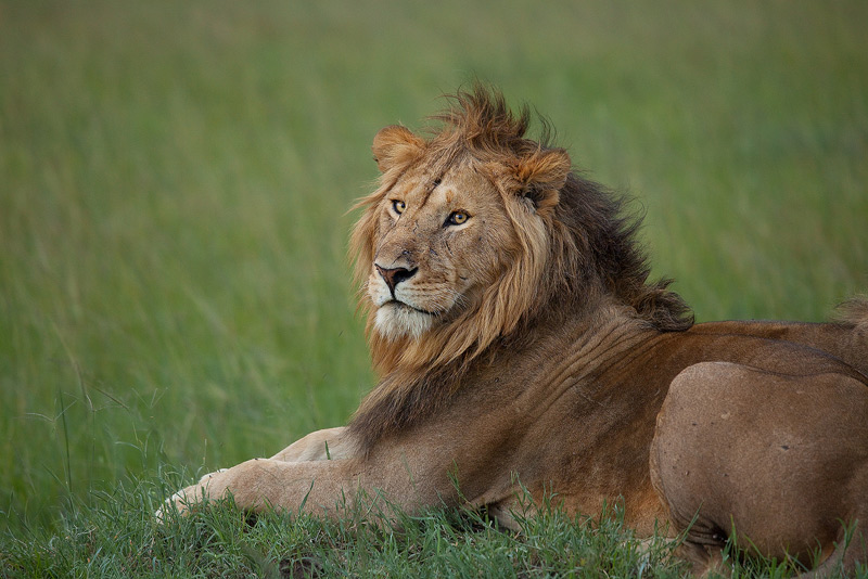 A male lion relaxes as the light fades. As night falls, the hunting will begin.