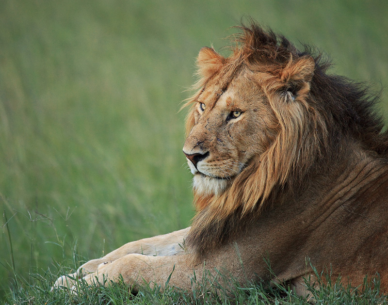 A male lion relaxes and surveys his kingdom.