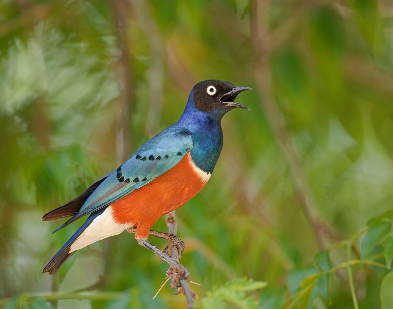 Whoever named the Superb Starling (Lamprotornis superbus), was pretty dead on.
