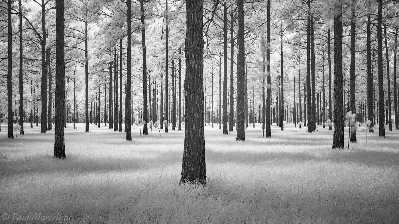 A peaceful grassy pine grove in central Florida.
