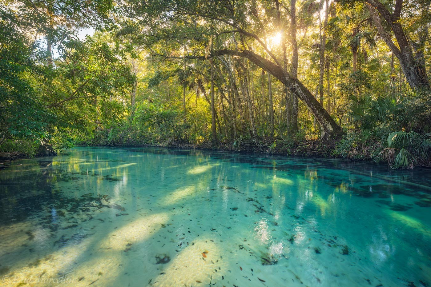 Late light pours in on the crystal clear spring-fed waters of the Weeki Wachee.&nbsp;