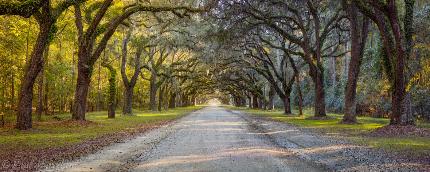 A wide view of a gorgeous line of oaks, divided by shaded cool tones on the left and warm afternoon light on the left.