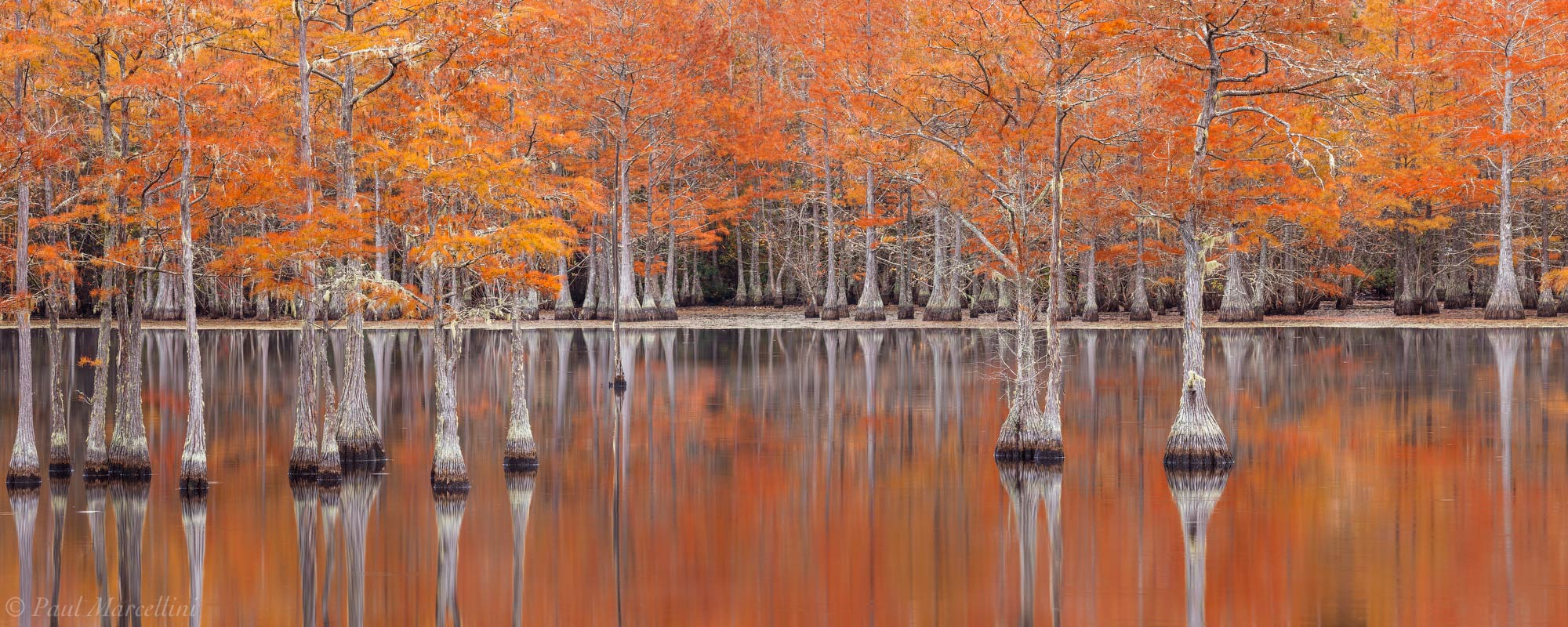 Cypress in reflected pumpkin fall colors.