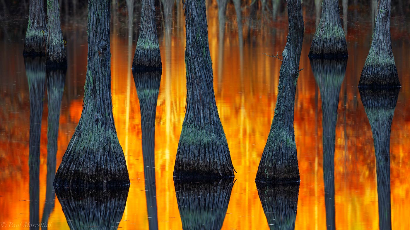 Reflected fall color blazes between a  loose grouping of cypress.